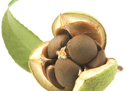 Pure Tsubaki Oil - Knife Oil