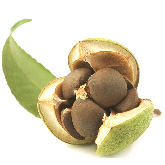 Pure Tsubaki Oil - Knife Oil